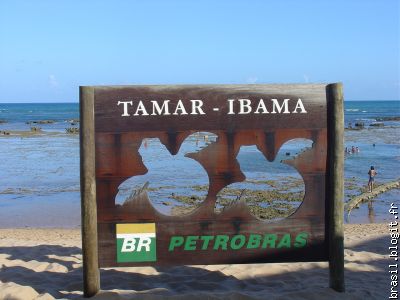 Projet TAMAR - pour que tortue puisse nager un jour dans l'océan